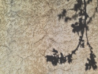 the shadow of a blossoming tree on the wall, behind the concrete wall background texture