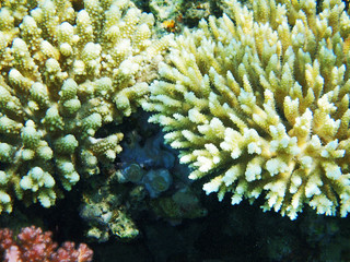 coral texture from the egypt sea