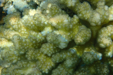 Naklejka na ściany i meble coral texture from the egypt sea