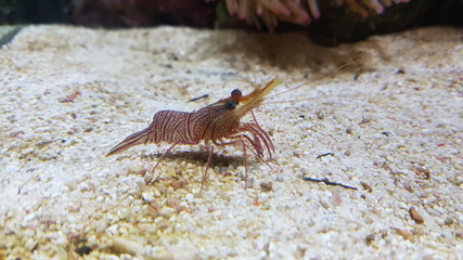 shrimp