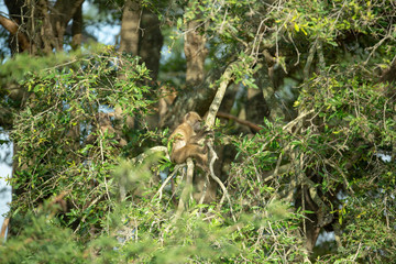 Troop of baboons relaxing in the early morning sun shine