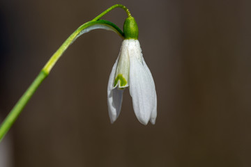 Close up of one single snowdrop flower