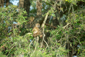 Troop of baboons relaxing in the early morning sun shine
