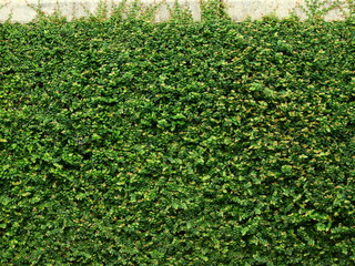 green ivy bush wall