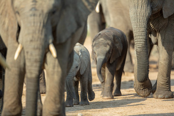 Fototapeta na wymiar Close ups of a young elephant
