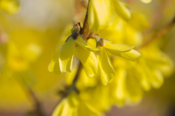 Obraz premium Flowering forsythia in springtime. Forsythia - genus of shrubs and small trees Oleaceae family, blooming yellow flowers.