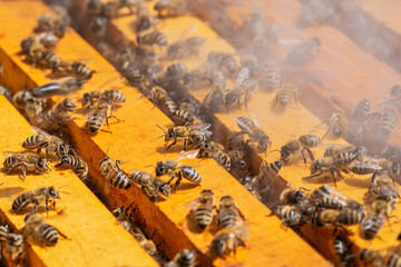 Beekeepers Smoking Hive. Bees and smoke