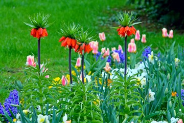 Bright colorful bed of flowers in german park. Red kaiser's crowns, tulips, blue hyacinths, violas.