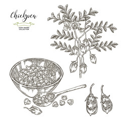 Chickpea plant, pods and seeds in wooden spoon and bowl. Hand drawn legumes. Vector illustration engraved.