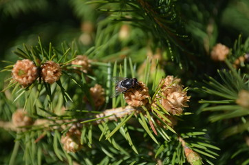 green spruce branches in the sun close up