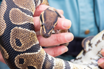 The man holding a python closed-up