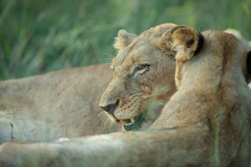 Lions Resting in the shade in the early morning
