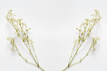Branches with small yellow flowers on a white background