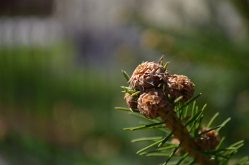 green spruce branches in the sun close up