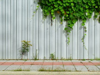 ivy plant on corrugated metal sheet wall with footpath street