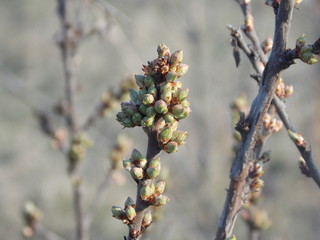 Macro photo of the buds on the branches 