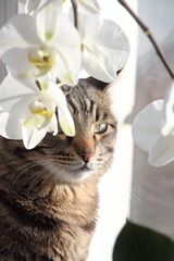 cat with flowers