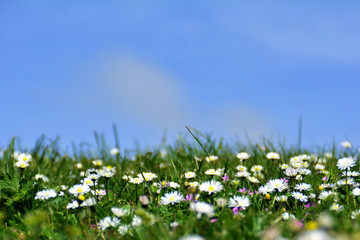 Gänseblümchen, Wiese mit Gänseblümchen, Gänseblümchenwiese mit Himmel im Hintergrund