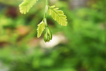 green leaves in spring