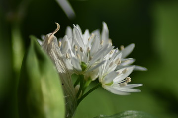 Fototapeta na wymiar Blühender Bärlauch (Allium ursinum) - Bärlauchblüten