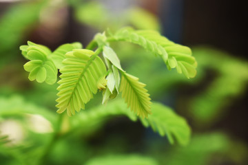 green leaves of a tree in spring