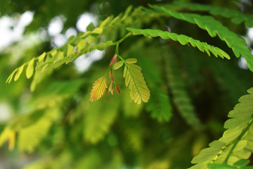 green leaves of tree