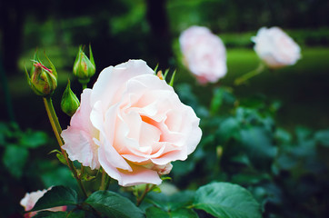 Delicate pink rose among green leaves in the garden. Beautiful summer background.