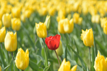 Viele gelbe Tulpen und eine rote Tulpe