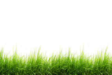 Obraz premium green grass isolated on white background