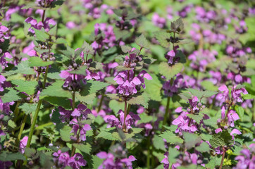 Blooming nettle with blue flowers in the wind on a spring sunny day