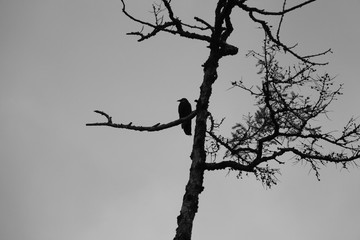 Raven on a dead tree