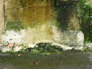 aged street wet wall with moss texture