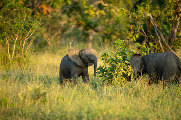 Elephant breeding herd milling about in the late afternoon.