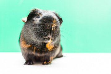 Fototapeta premium adult Guinea pig close-up