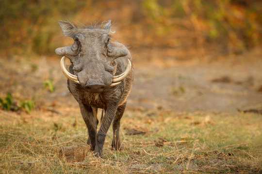 Great african warthog. Huge wild boar male in front of the camera. Wildlife scene with dangerous animal. Great tusker in the nature habitat. Phacochoerus africanus.