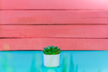 small plant in a pot on a pink background