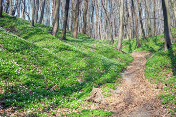 Spring landscape with forest footpath and white wild flowers wood anemone