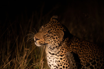 Fototapeta na wymiar Leopard at night in the light of a spotlight with a kill