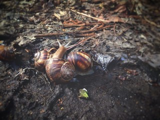 snails love to pile up, spring outside