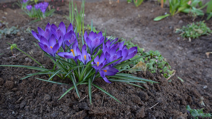 Violet Crocus Flowers