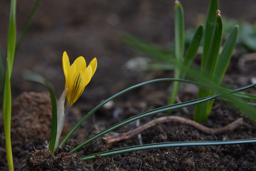 Yellow Crocus flower and green leaves