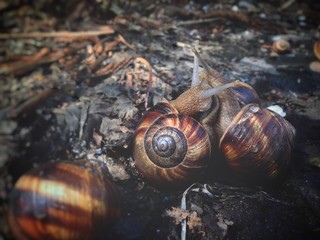 snails love to pile up, spring outside