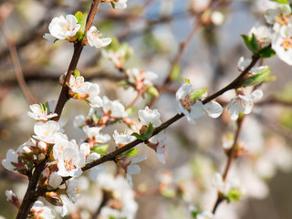 Blooming gardens in spring. Trees in flowers. Cherry, apple, plum, peach, apricot. Blue sky. Free space for text.