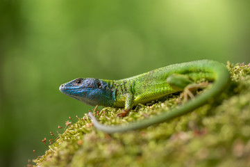 The European Green lizard Lacerta viridis in Czech Republic