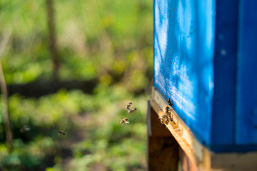 Bees working at the entrance to the hive. Bees carry bee pollen and nectar. Close-up of the entrance to the hive. Blue beehive.