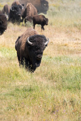 bison change the fur in Antelope island state park in Utah © sergioboccardo