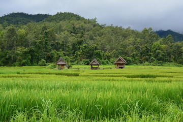 Rizières Pai Thaïlande