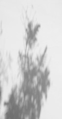 shadow of leaf on white wall background