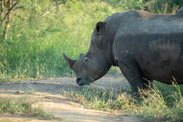 White rhino with youngster 