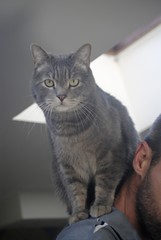 Chat